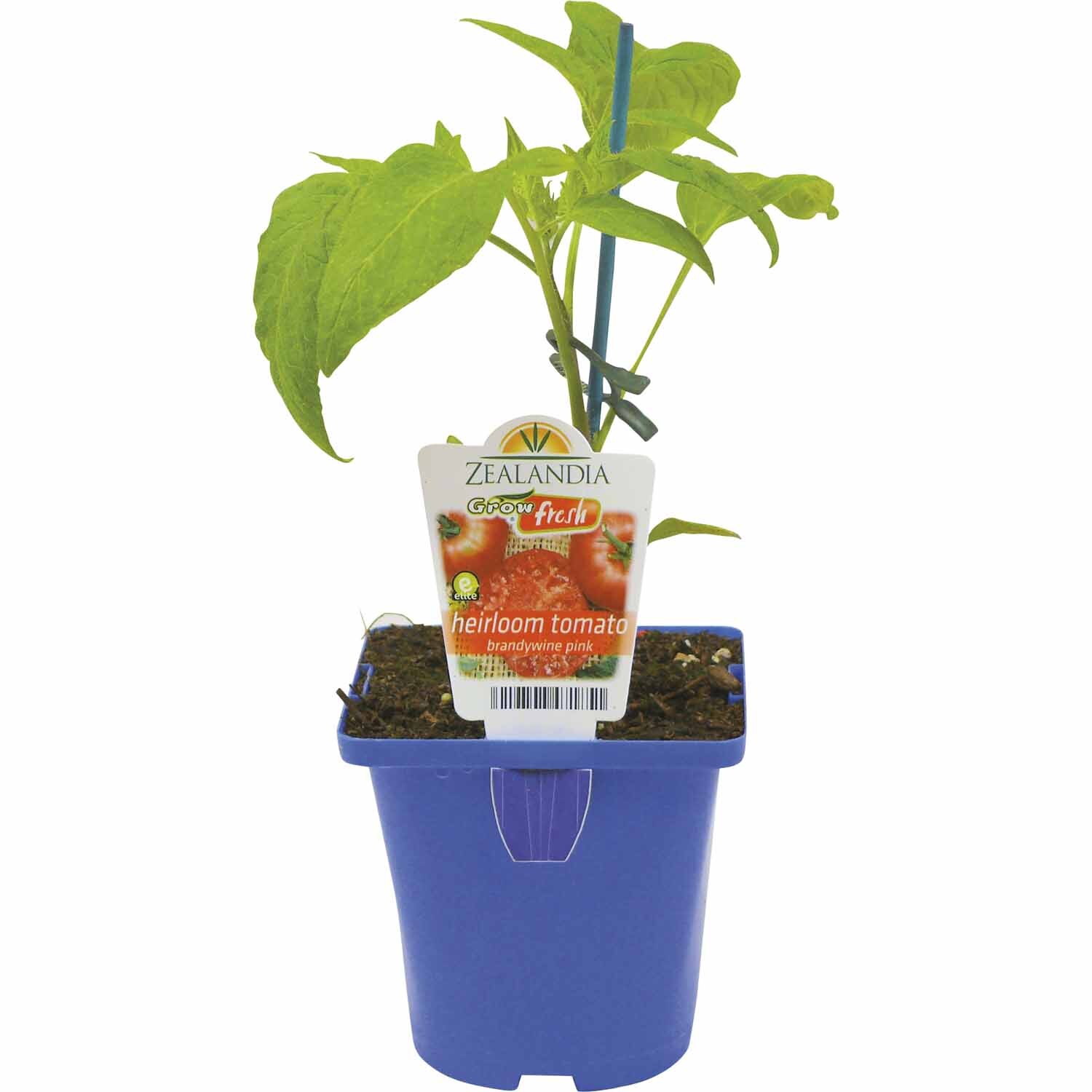 Heirloom Tomato Brandywine Pink