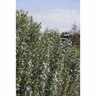 Rosemary September Blue