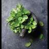 Herb Mint Common