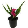 Calla Lily - Zantedeschia