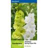 Gladioli Spring Dawn Mix 20 Pack