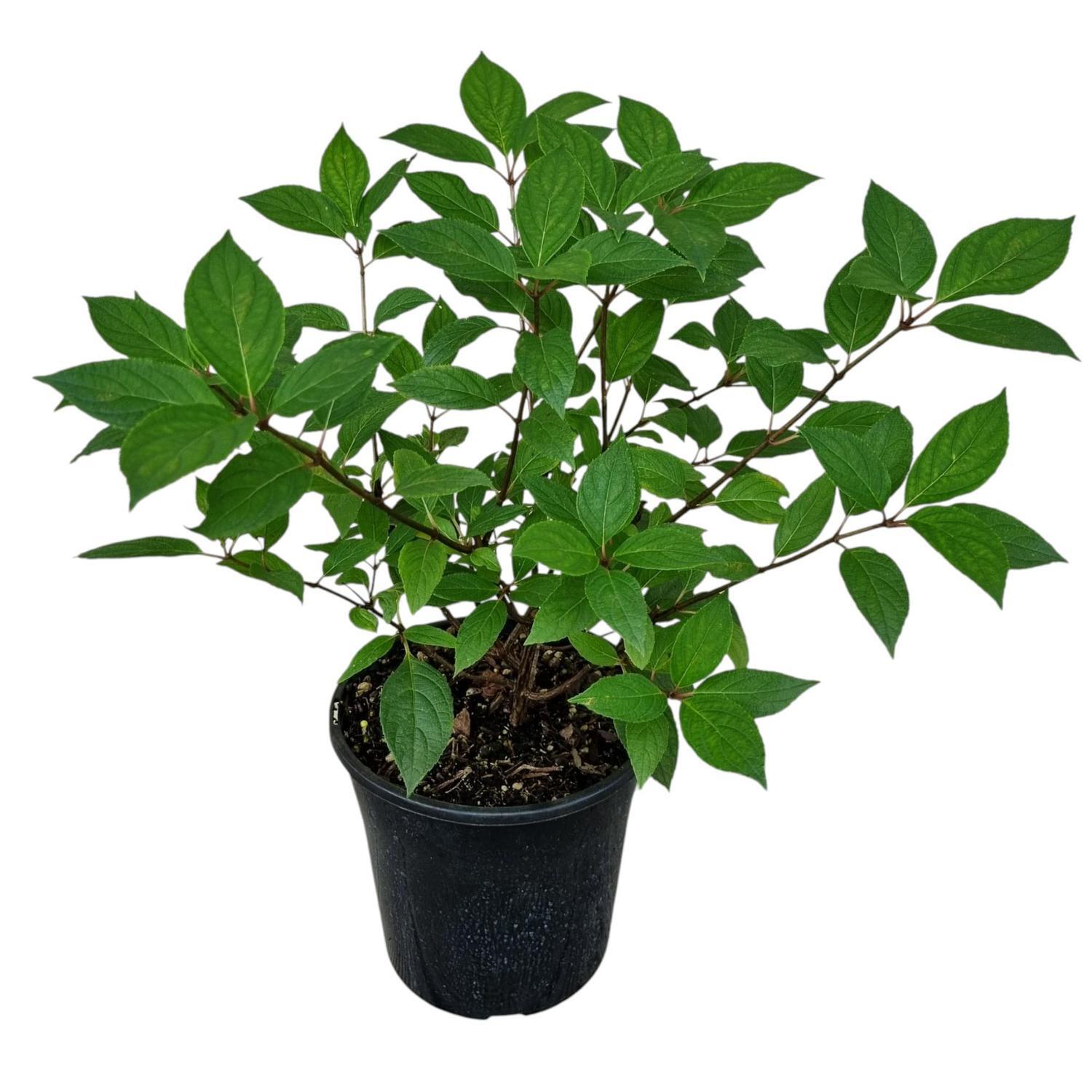 Hydrangea Limelight 4L