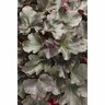 Heuchera 'Brazen Raisin'