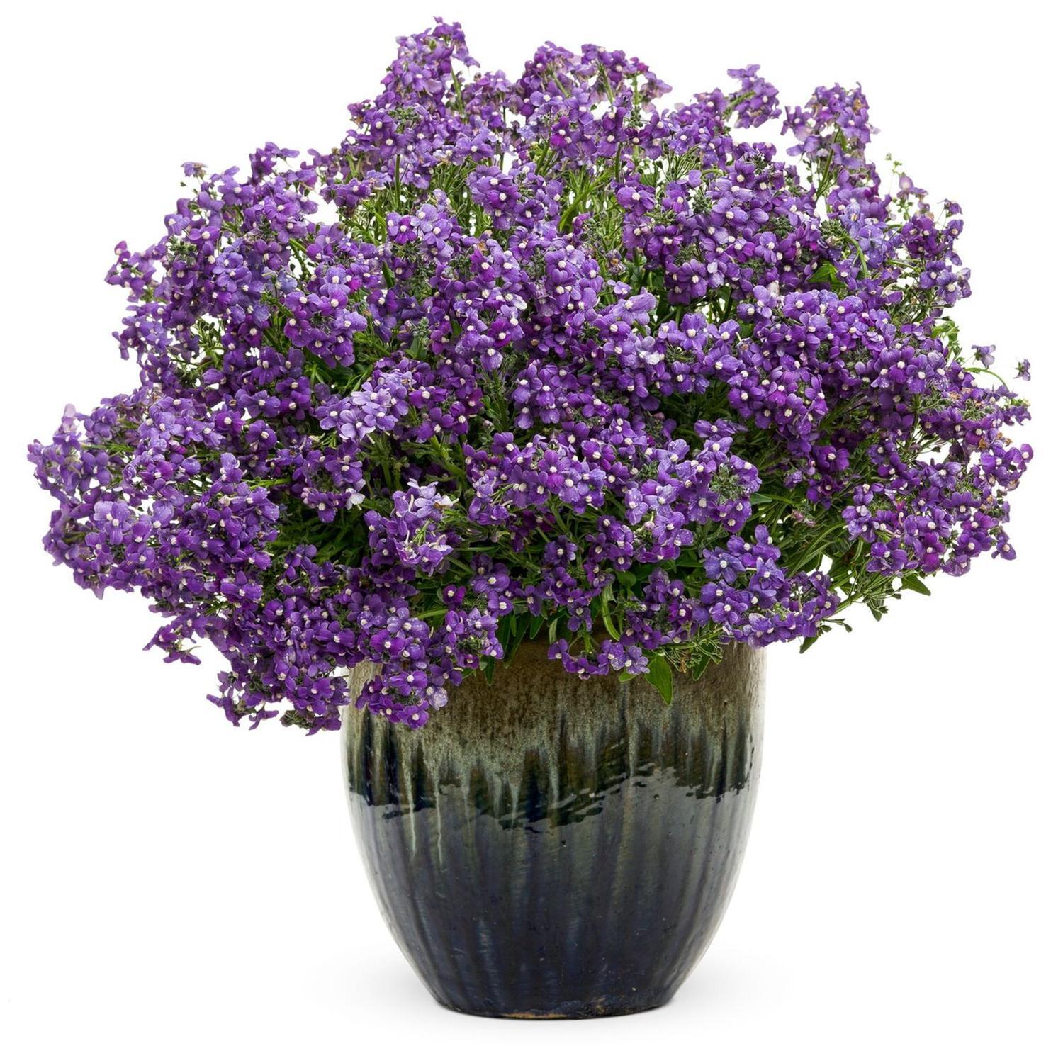 Nemesia Bluebird