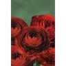 Ranunculus Mahogany