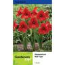 Amarylsis Hippeastrum Red Tiger 1 Pack