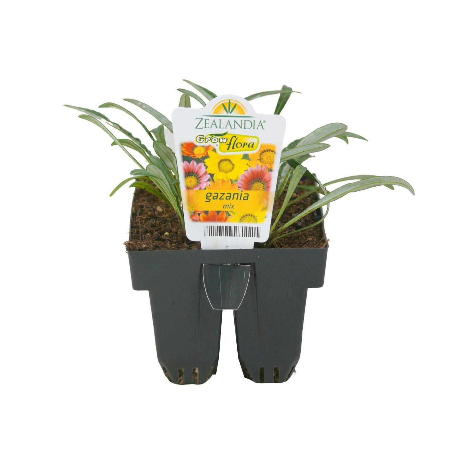 Gazania