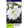 Lily Longiflorum White Triumph 5 Pack