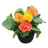 Primula F1 Elodie Double Mix