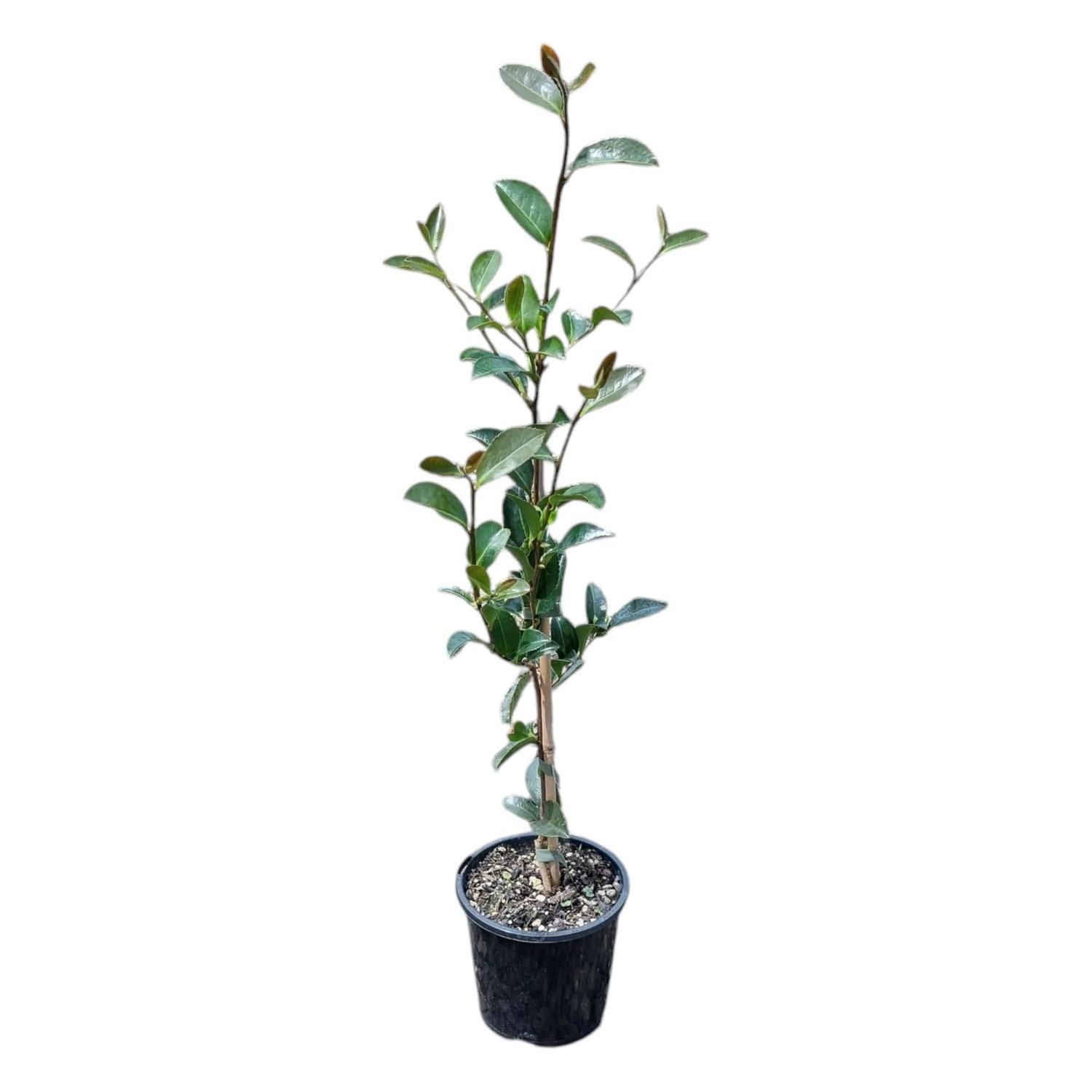 Camellia Assorted  1.3L