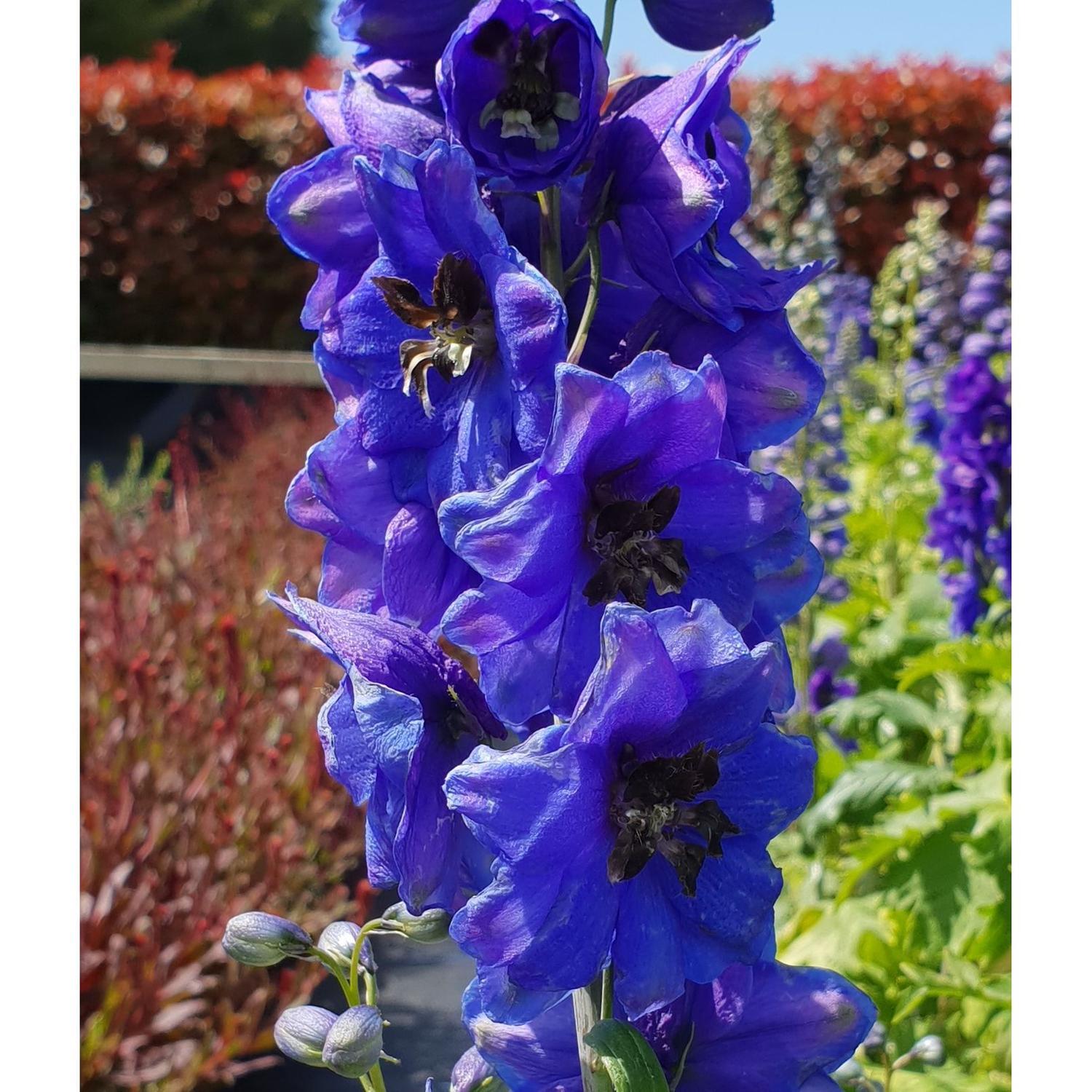 Delphinium Blue Jay