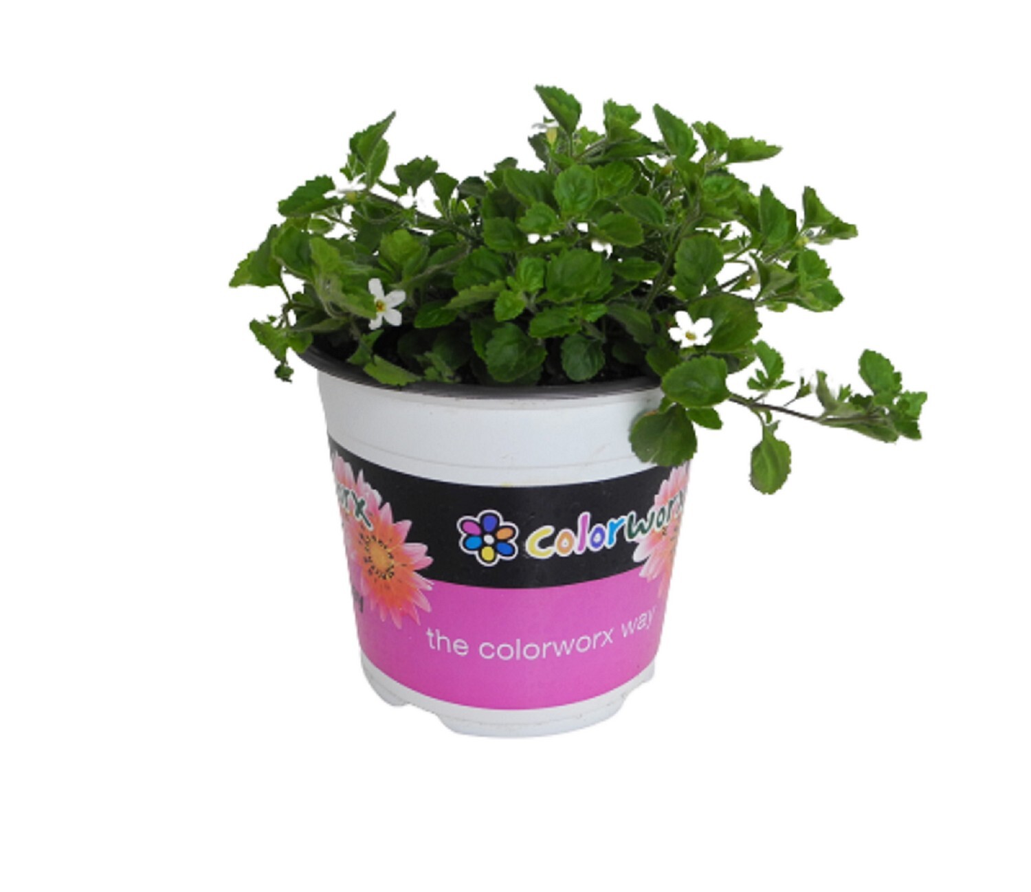 Bacopa Snowflake