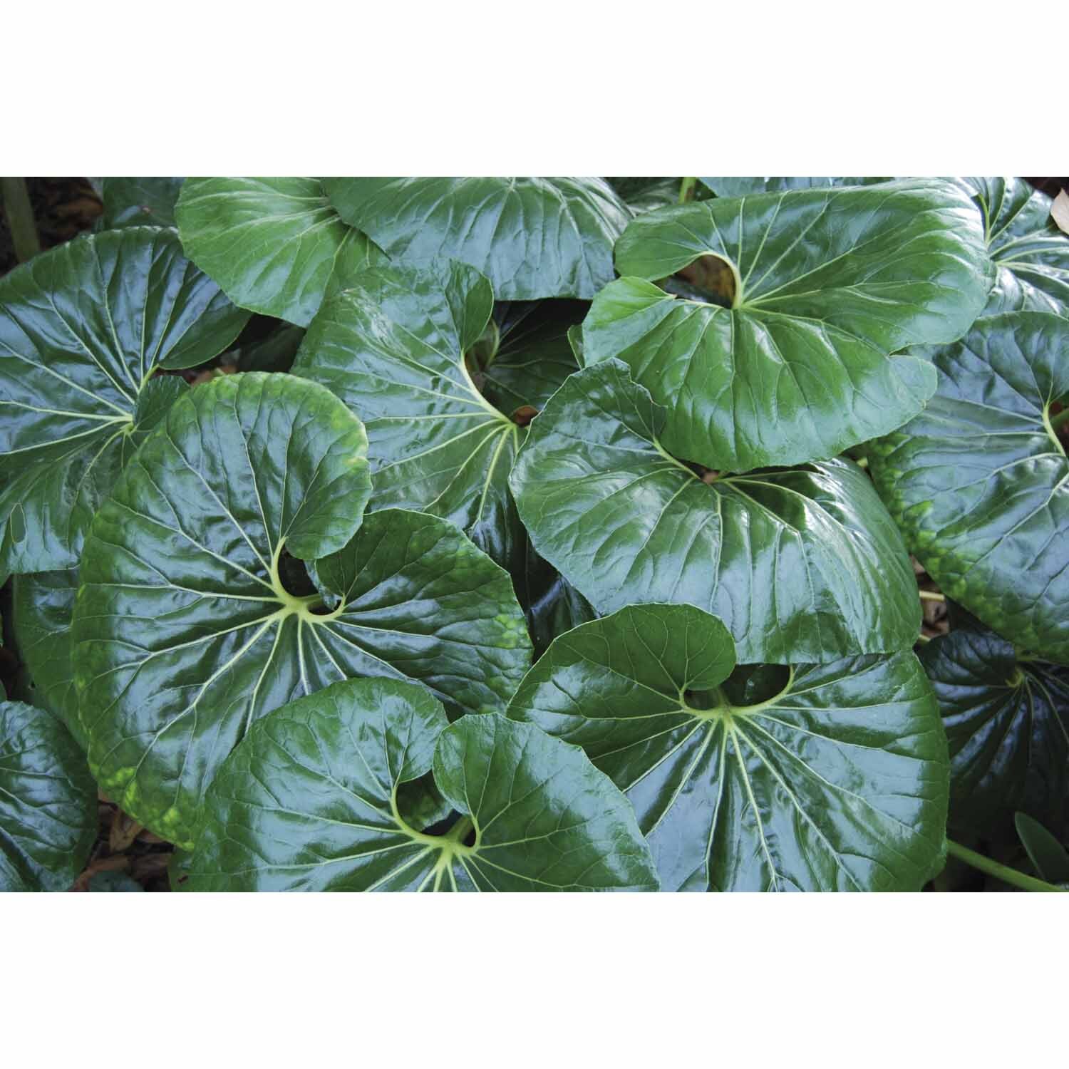 Ligularia Reniformis