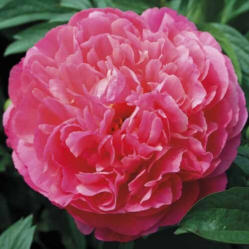Paeonia Potted Kansas 4.7L