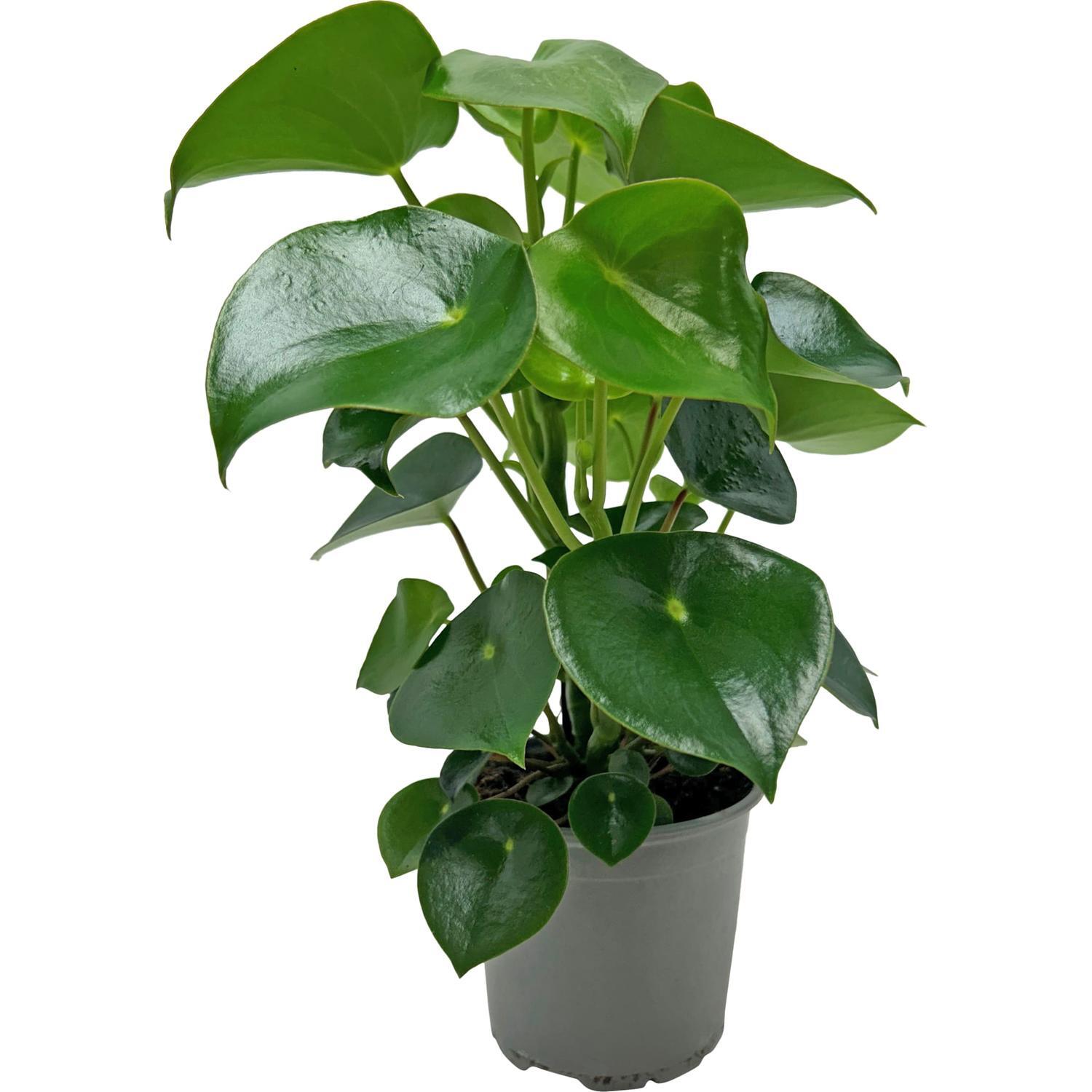 Peperomia polybotrya 12cm