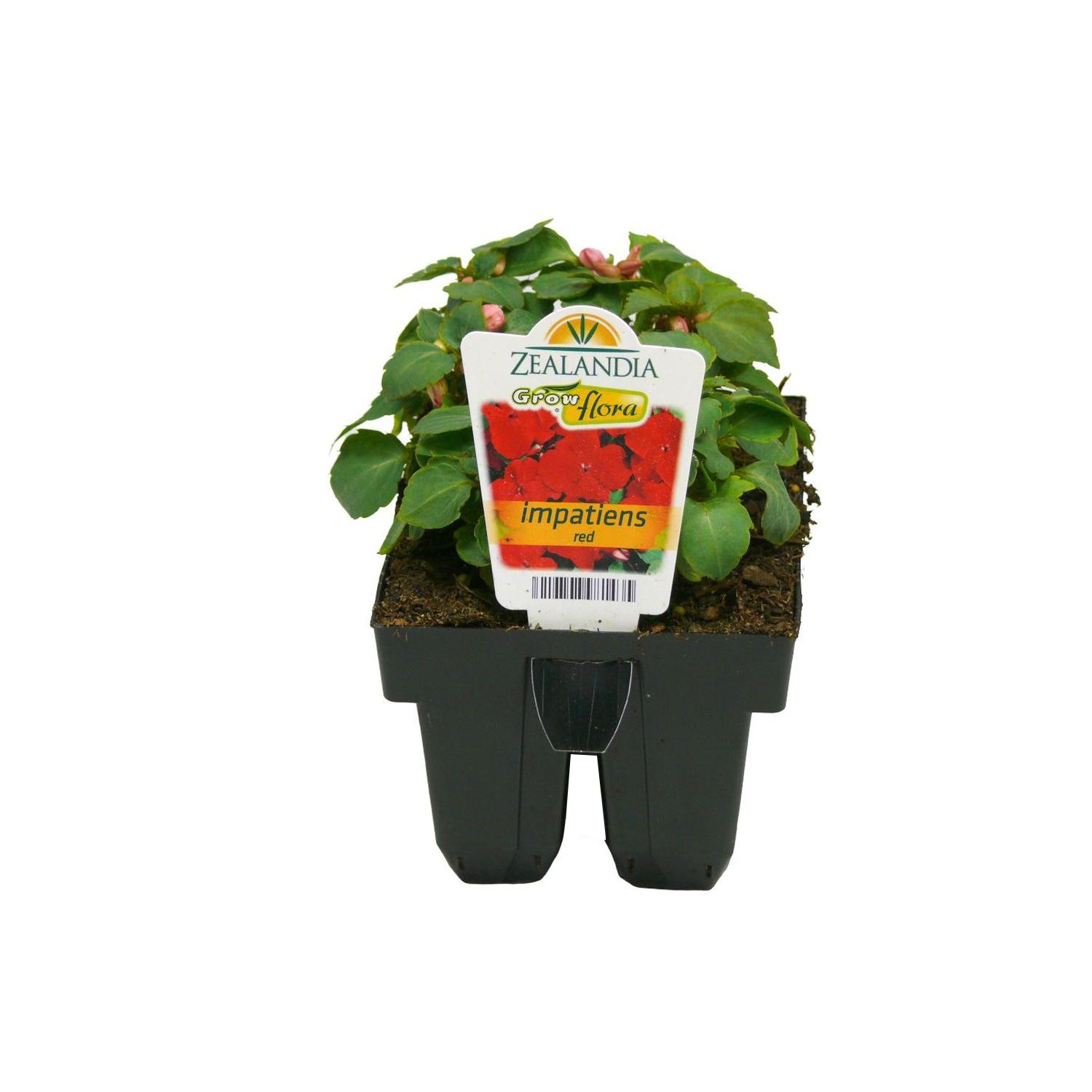 Impatiens