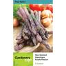 Asparagus Purple Passion Pack of 5