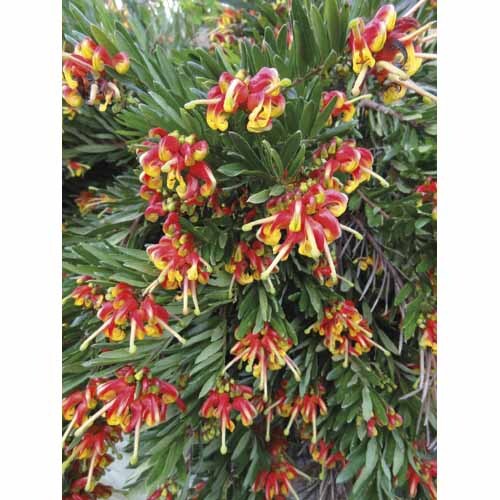 Grevillea Ignite 2.5L
