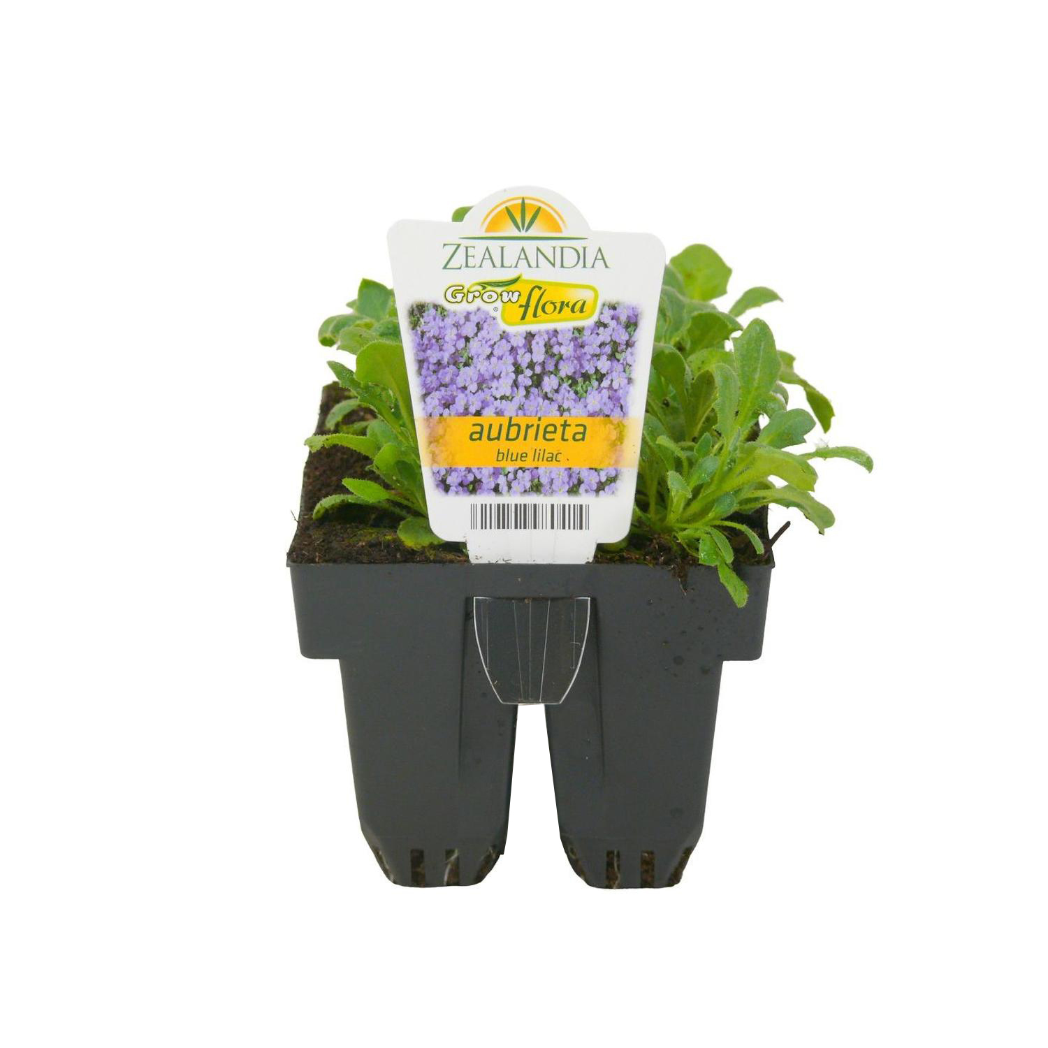 Aster Dwarf Mix