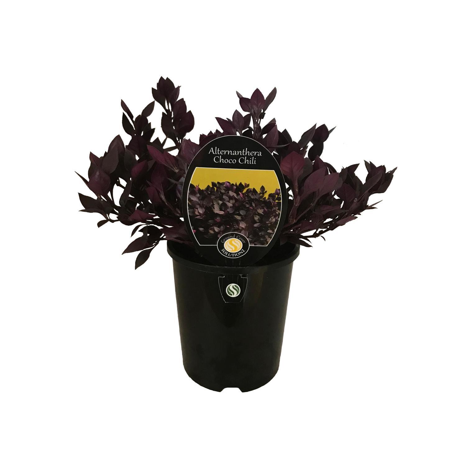 Alternanthera Choco Chili