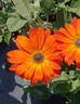 Arctotis Orange Flame