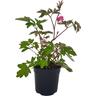 Dicentra 'Spectabilis'