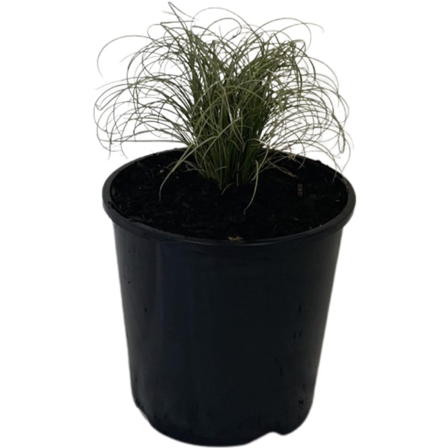 Carex Frosted Curls
