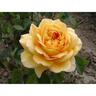 Rose Golden Celebration 4.7L