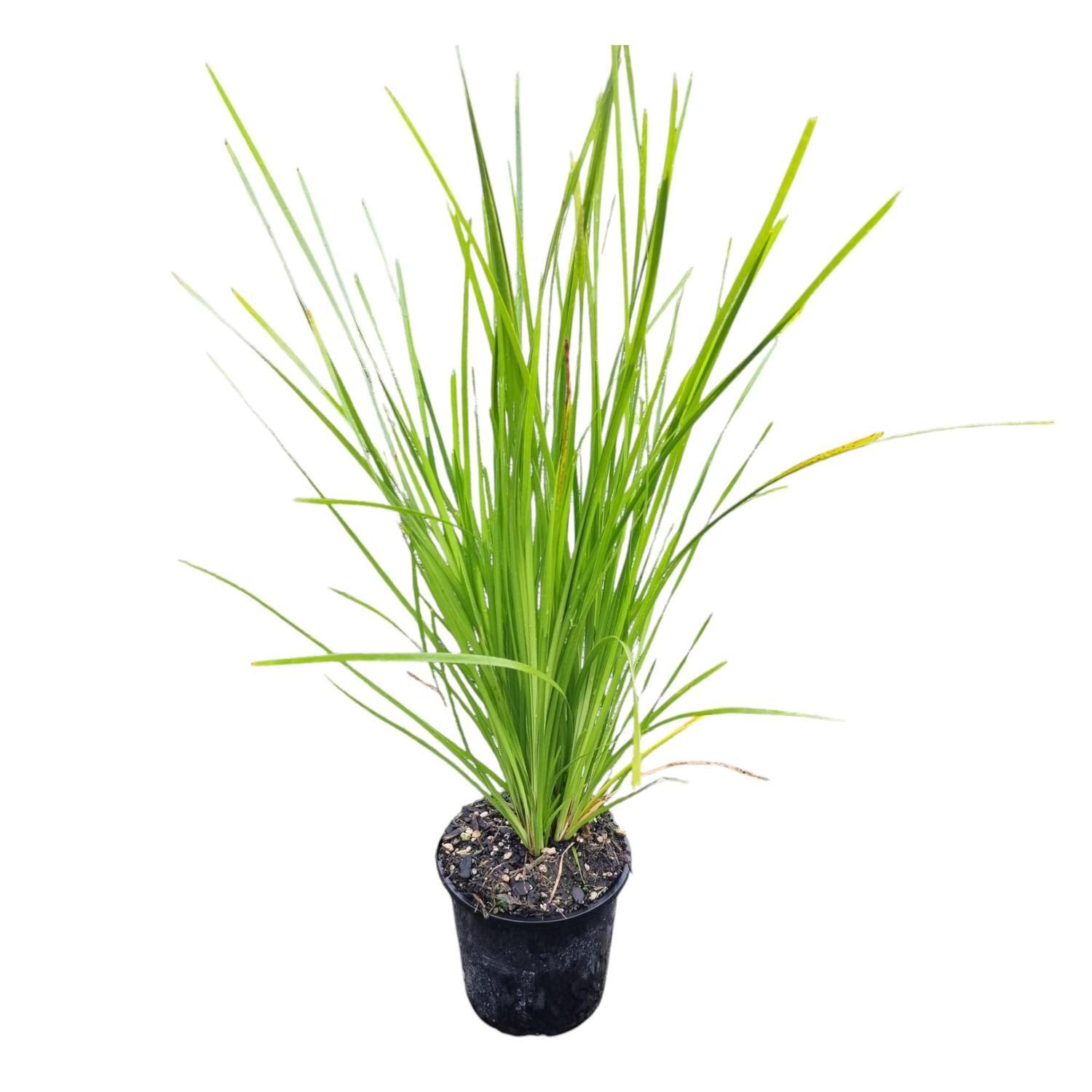 Lormandra 'Grass' Lime Tuff  1.3L