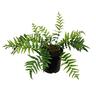 Blechnum Novae Zelandiae 2.5 litre