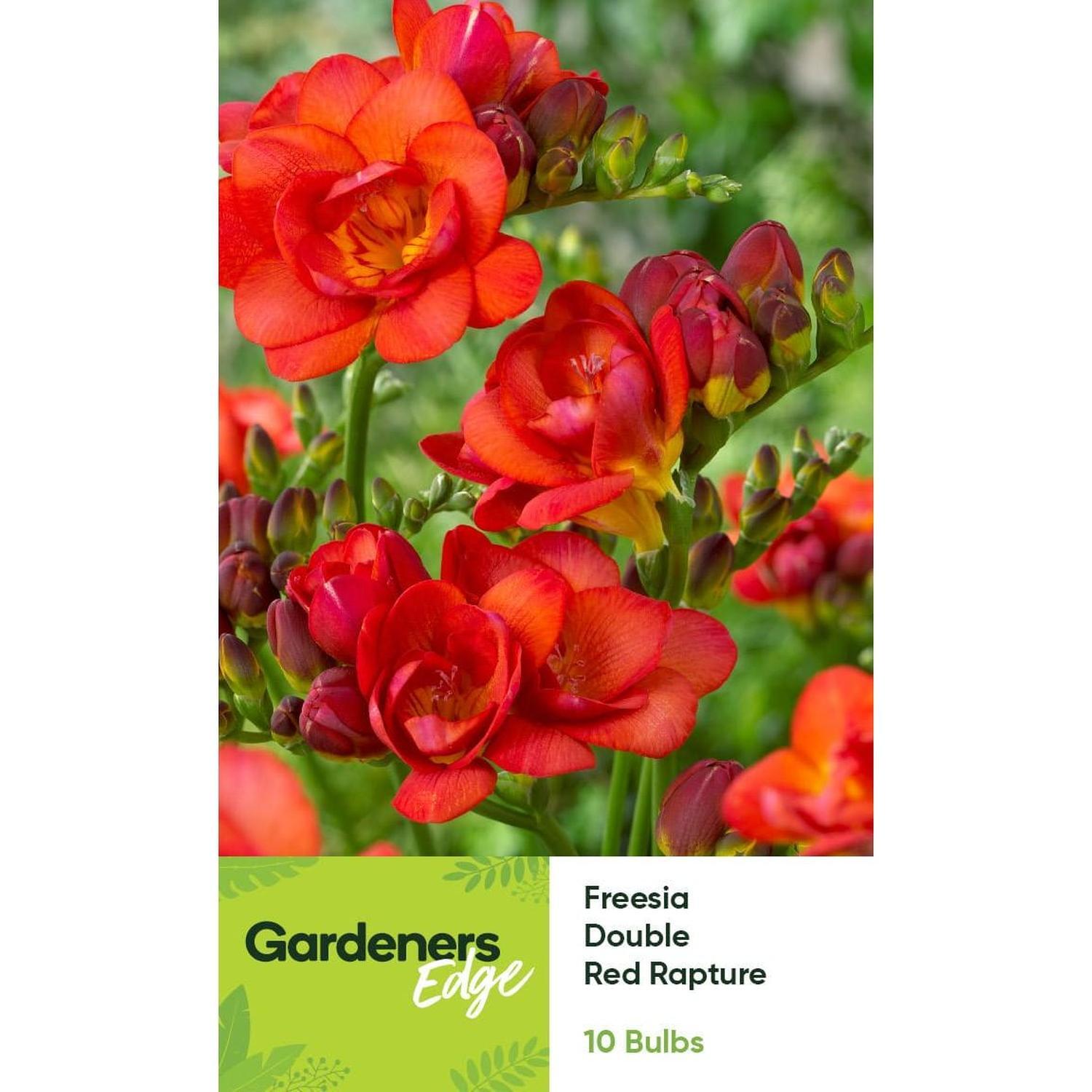 Freesia Double Red Red Rapture 10 pack