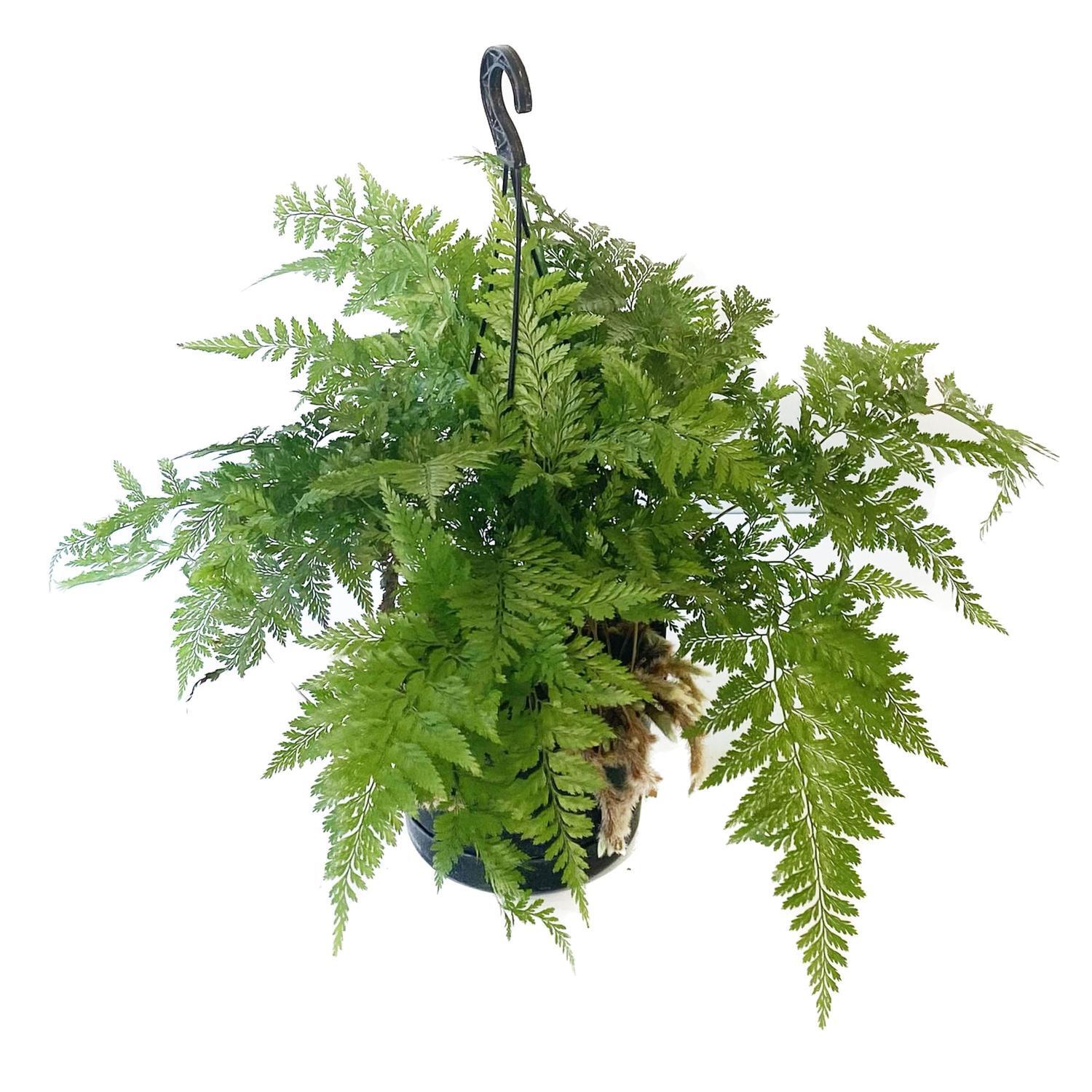 Davallia Basket 17.5cm