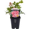 Petite Patio Rose - The Fairy