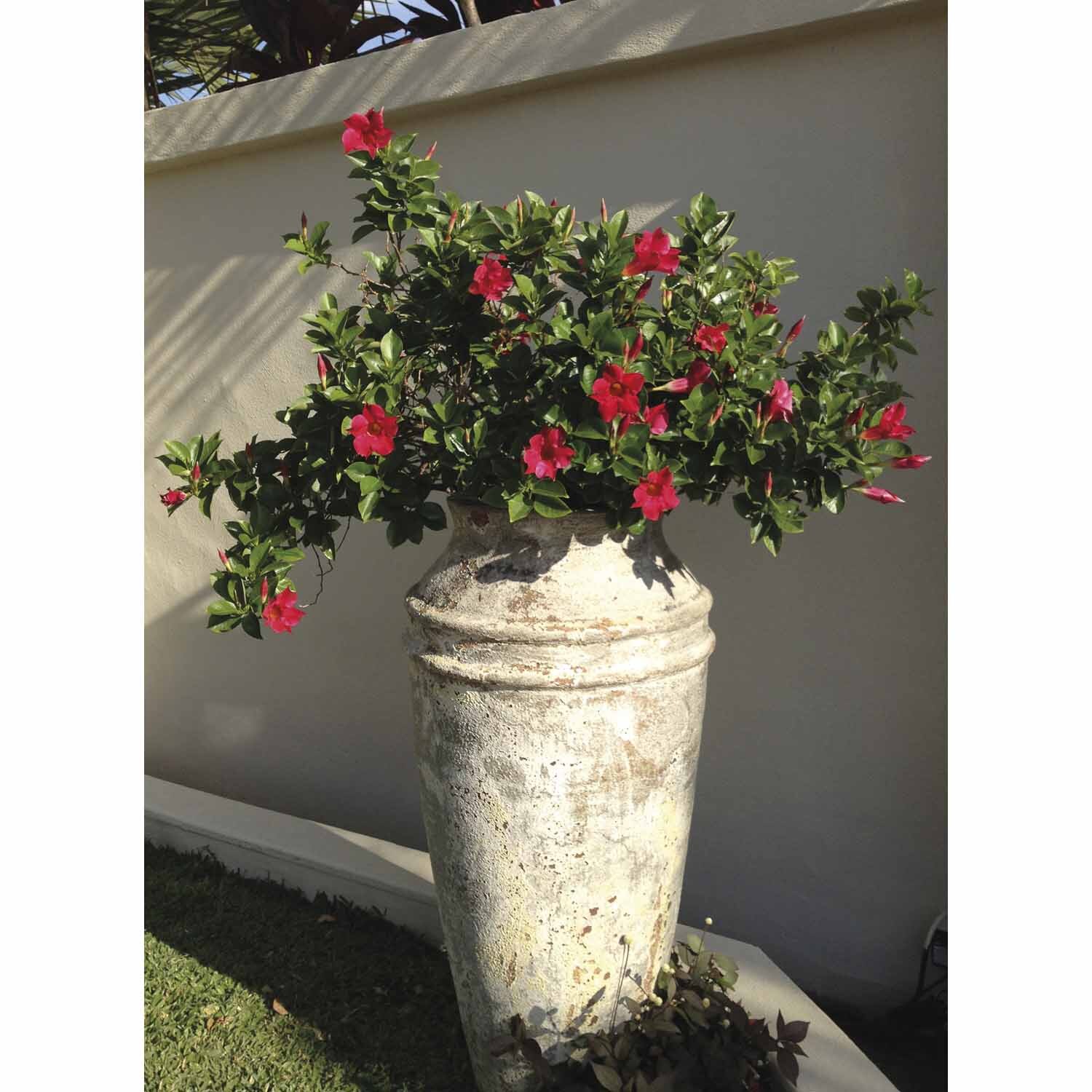 Mandevilla Aloha Series