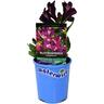 Premium Waterwise 12cm Assorted