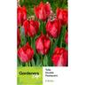 Tulip Peony Flashpoint 5 pack