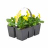 Viola Pack of 6 Yellow