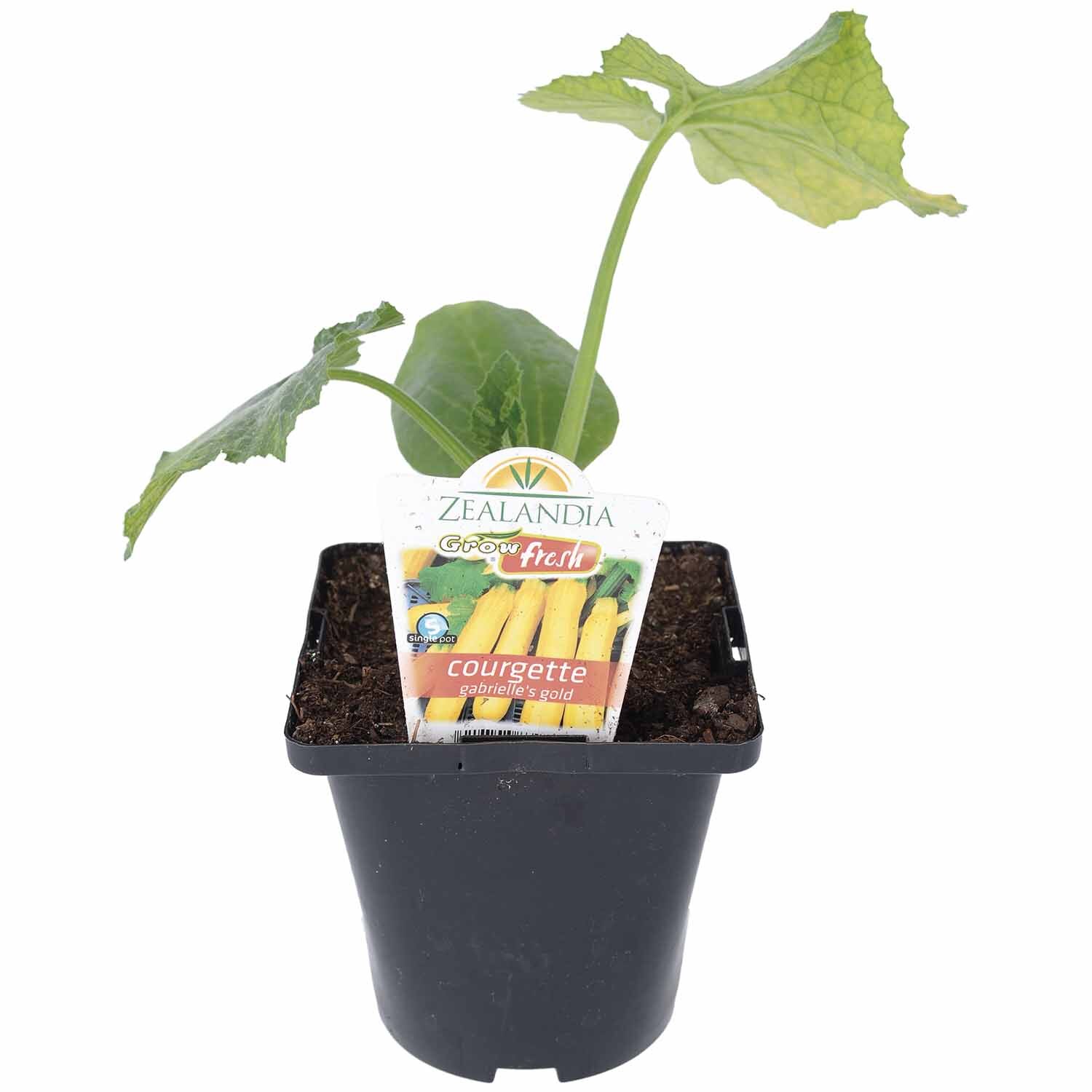 Courgette Gabrielles Gold