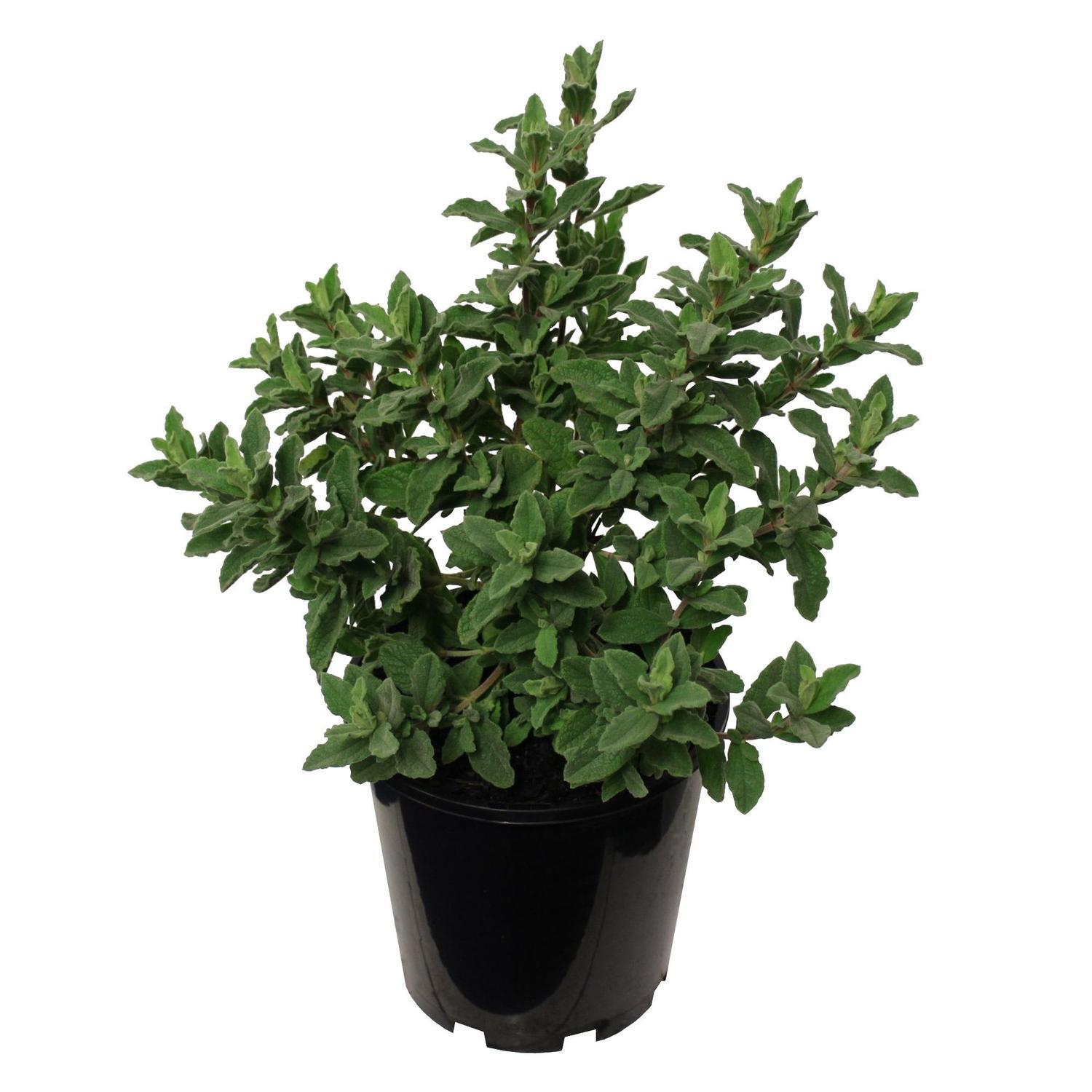 Cistus Sunset 3.3 litre
