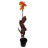 Canna 'Tropicanna'
