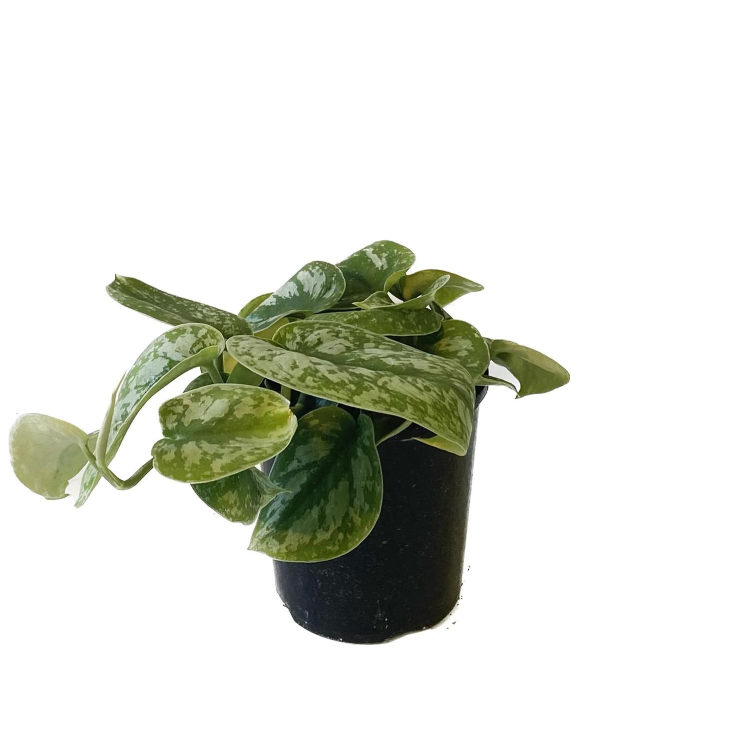 Scindapsus Trebi 12cm