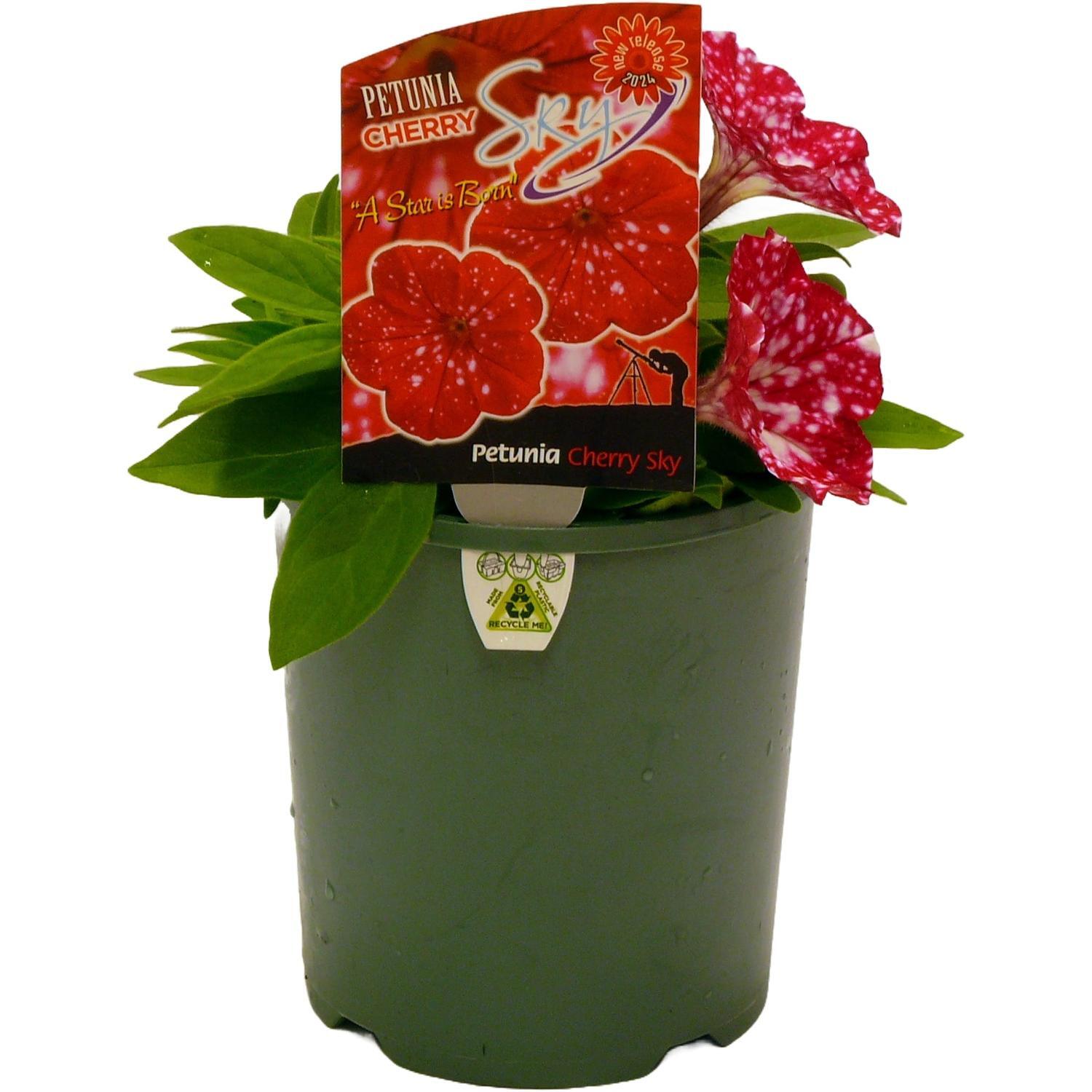 Petunia Cherry Sky 1.5 litre