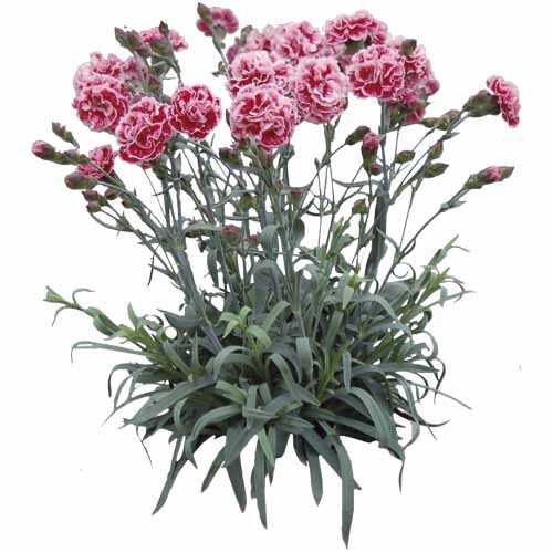 Dianthus Sugar Plum