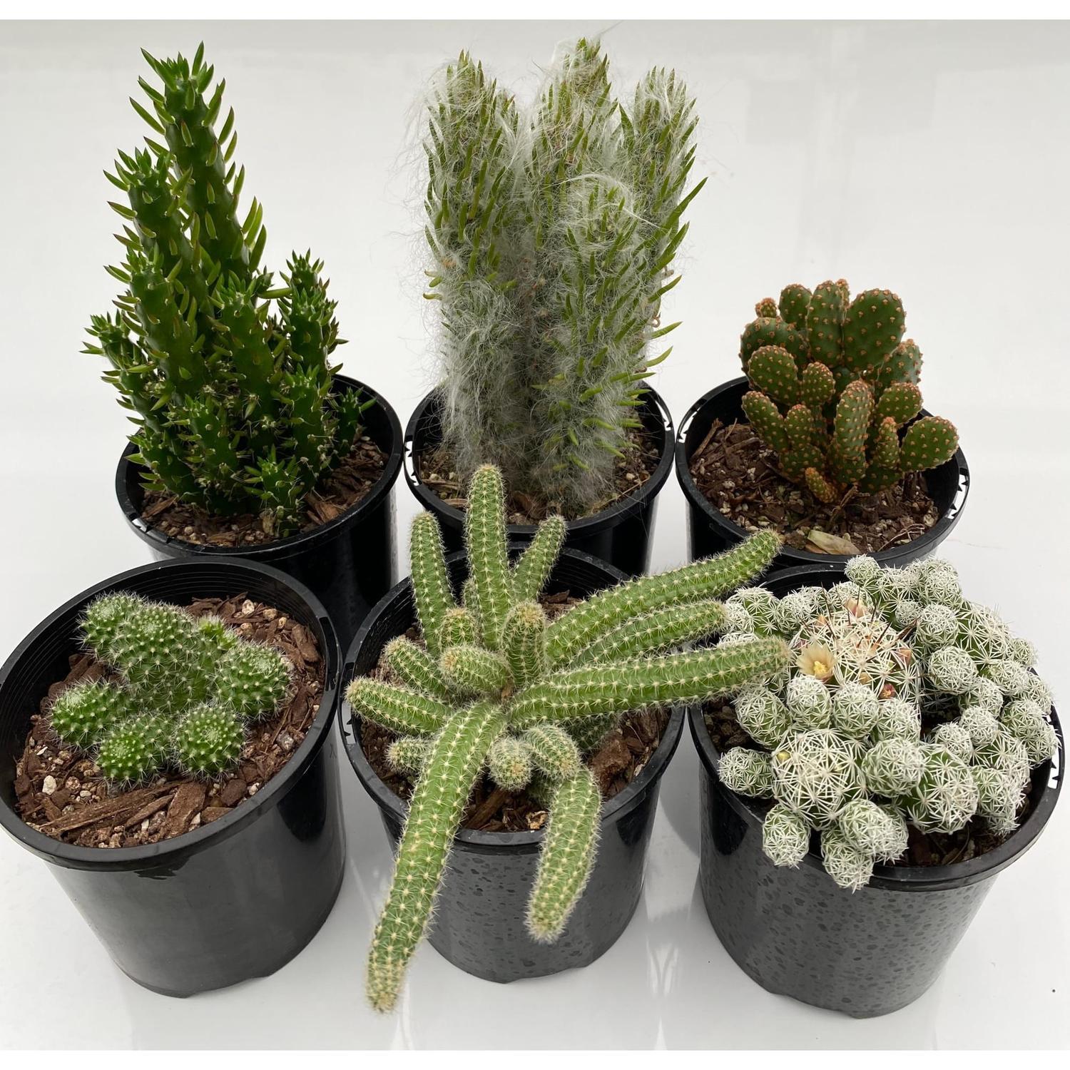 Cacti 10cm