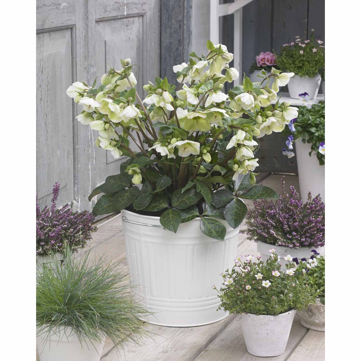 Helleborus Molly's White