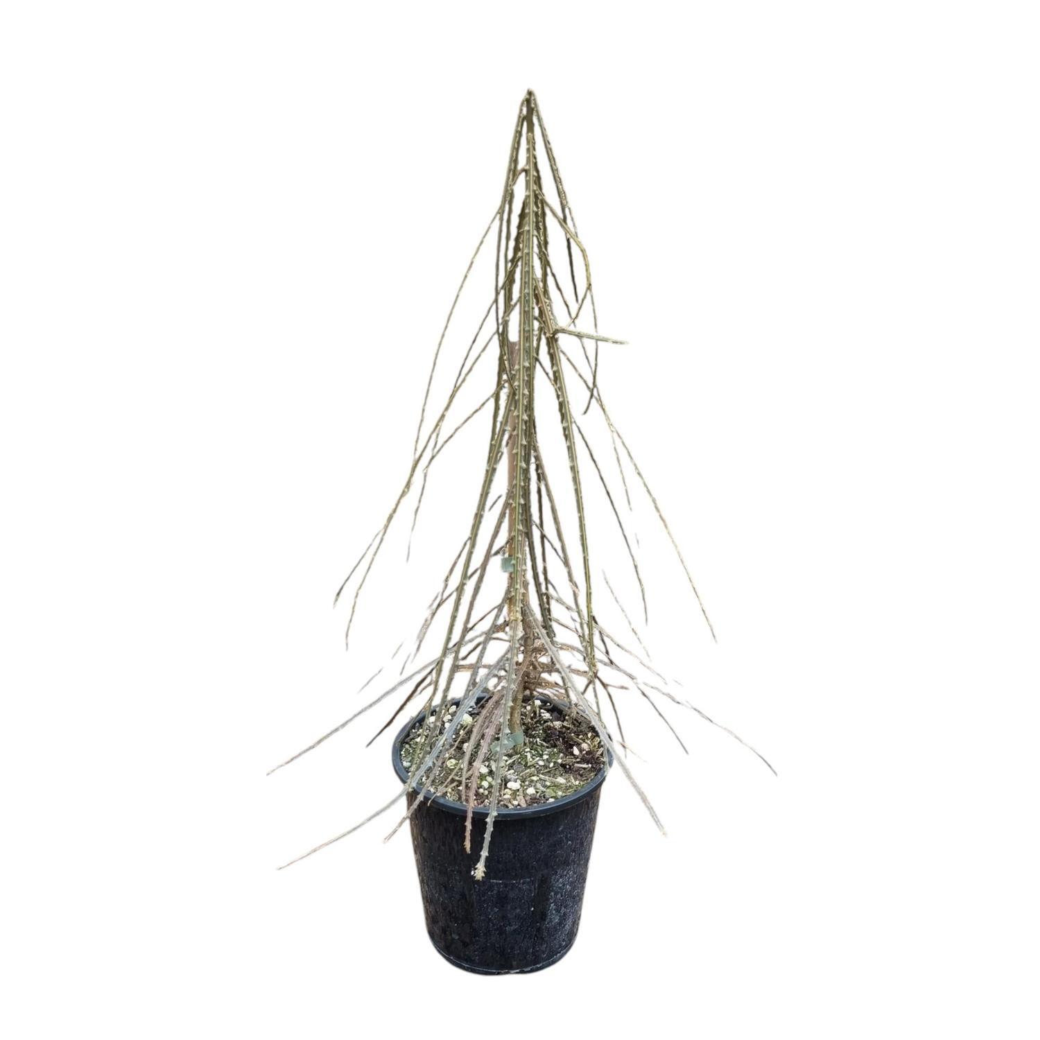 Pseudopanax Ferox 'Savage Lancewood'  3.3L