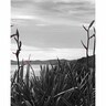 Splashback Flax Flowers H: 750mm, W: 900mm Black & White