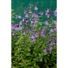 Salvia So Cool Violet