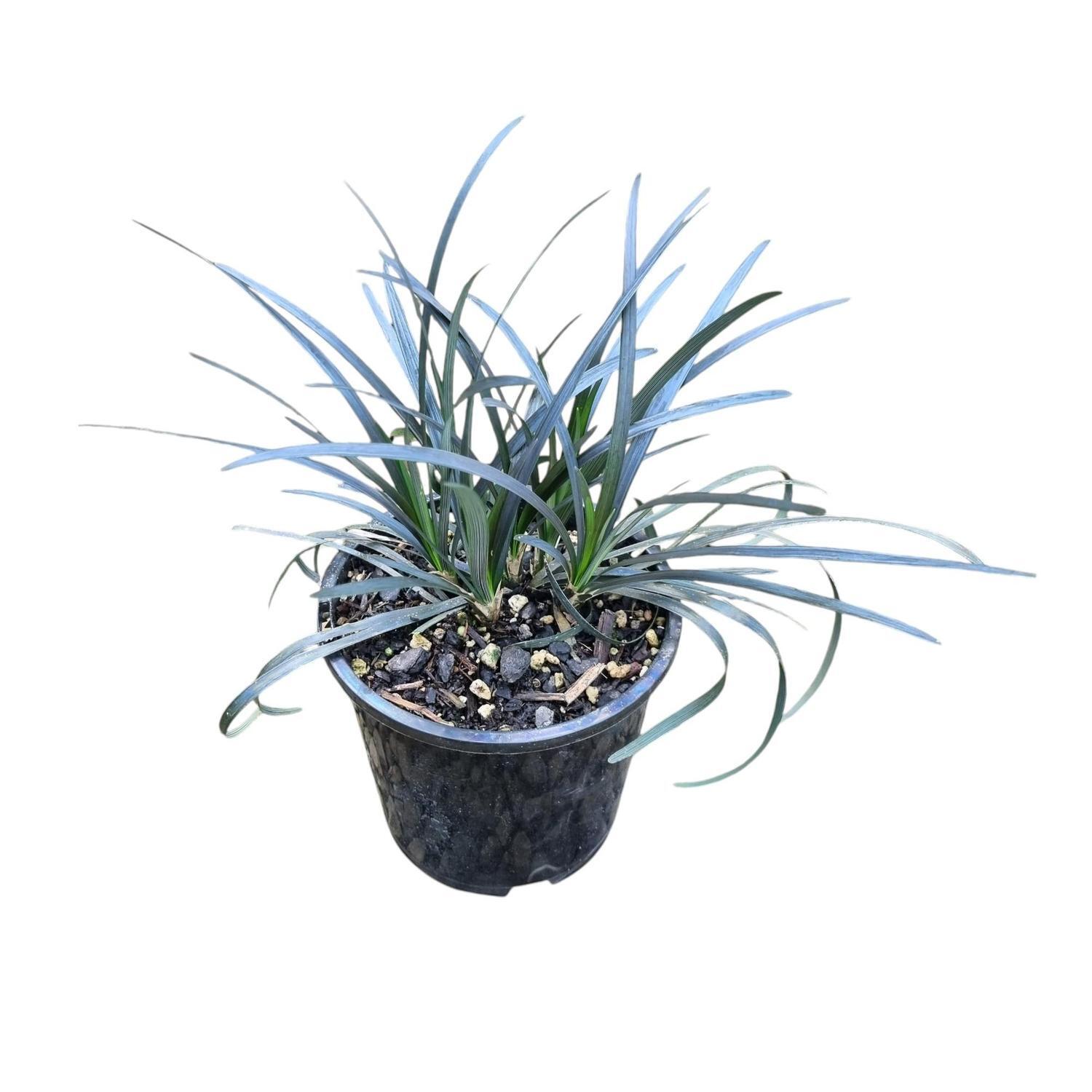 Ophiopogon 'Mondo Grass' Black Dragon 1.3L