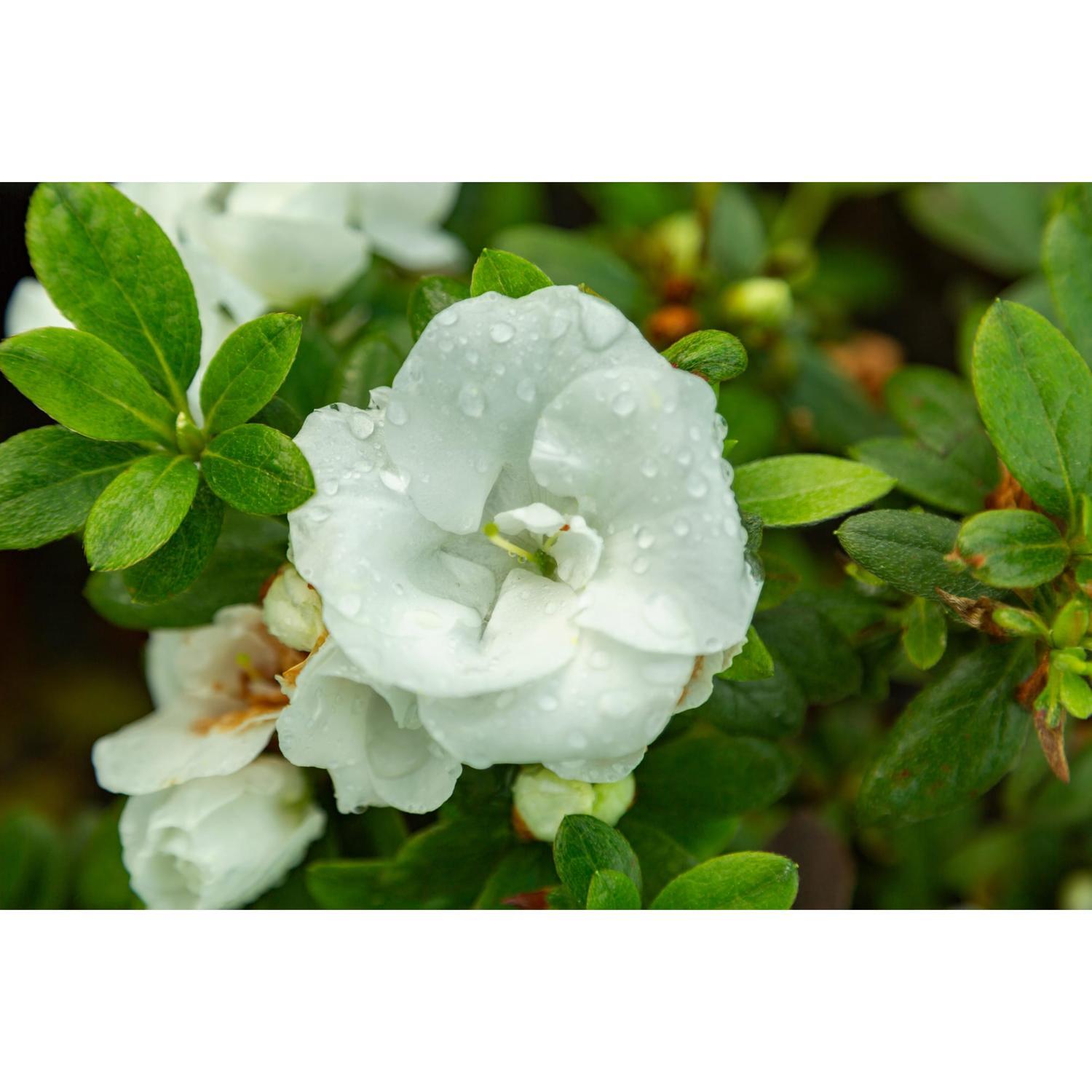 Azalea